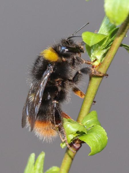 Wildbienen der Schweiz Glockenblumen-Hummel - Bombus soroeensis