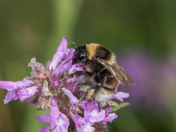 Wildbienen der Schweiz Grubenhummel - Bombus subterraneus
