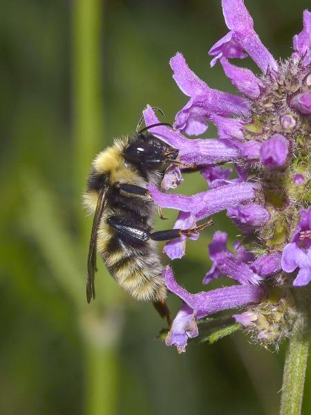 Wildbienen der Schweiz Grubenhummel - Bombus subterraneus