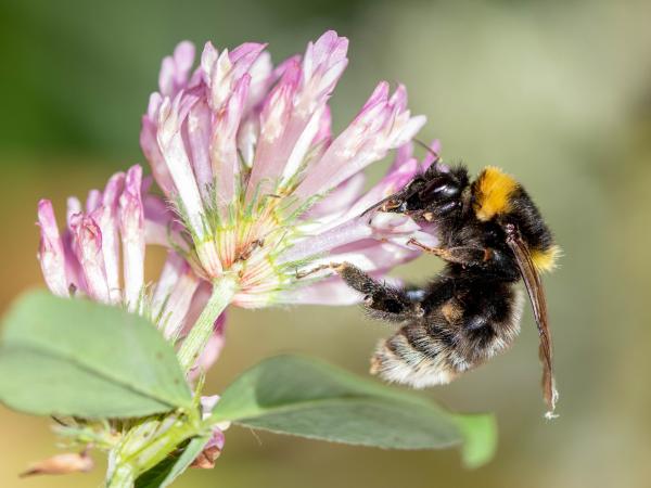 Wildbienen der Schweiz Grubenhummel - Bombus subterraneus