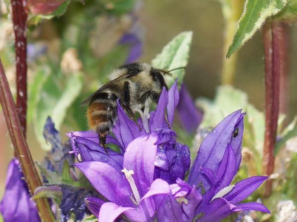 Wildbienen der Schweiz Bunte Hummel - Bombus sylvarum