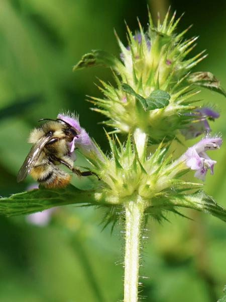 Wildbienen der Schweiz Bunte Hummel - Bombus sylvarum
