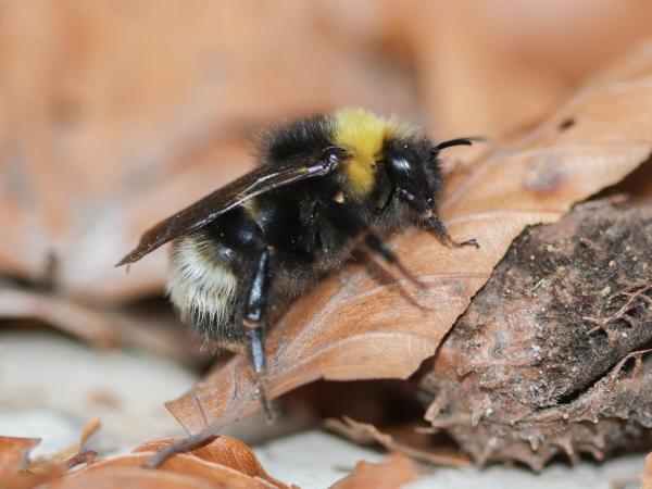 Wildbienen der Schweiz Wald-Kuckuckshummel - Bombus sylvestris