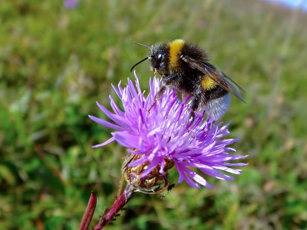Wildbienen der Schweiz Dunkle Erdhummel - Bombus terrestris