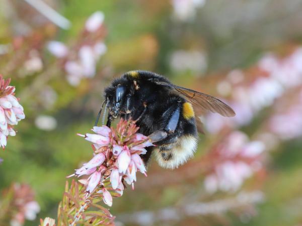 Wildbienen der Schweiz Dunkle Erdhummel - Bombus terrestris