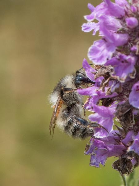 Wildbienen der Schweiz Sandhummel - Bombus veteranus
