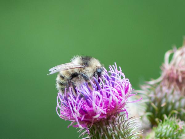 Wildbienen der Schweiz Sandhummel - Bombus veteranus