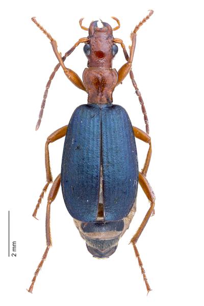   - Brachinus crepitans