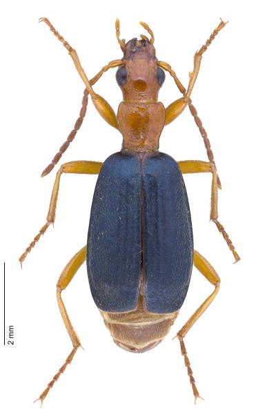 Carabes de Suisse  - Brachinus elegans