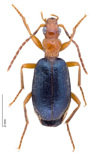   - Brachinus explodens