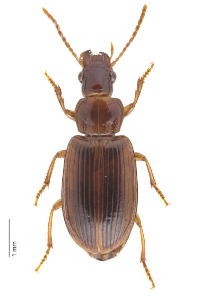Carabes de Suisse  - Bradycellus verbasci