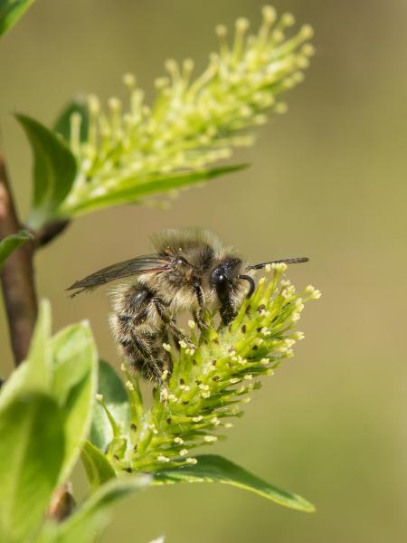 Wildbienen der Schweiz Frühlings-Seidenbiene - Colletes cunicularius