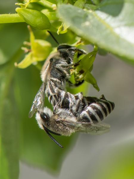 Les abeilles sauvages de Suisse  - Colletes nigricans
