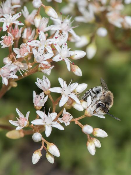 Les abeilles sauvages de Suisse  - Colletes nigricans