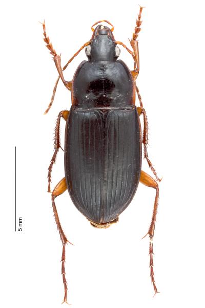   - Calathus ambiguus ambiguus