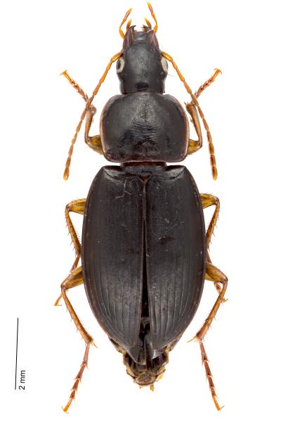   - Calathus micropterus