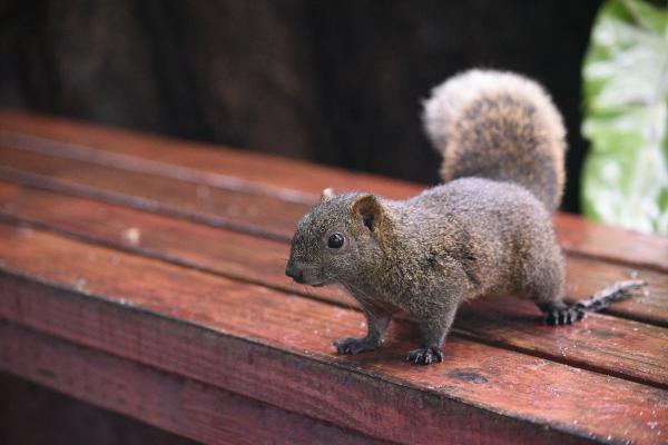  Pallashörnchen - Callosciurus erythraeus