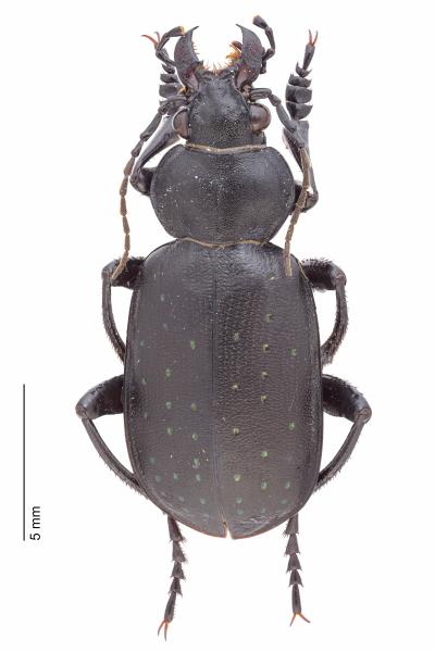   - Calosoma maderae maderae