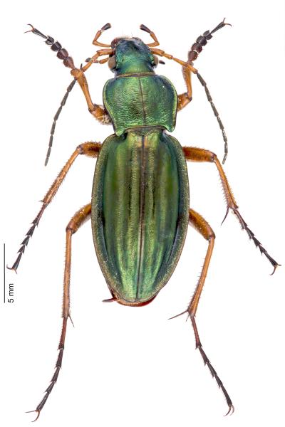   - Carabus auratus auratus