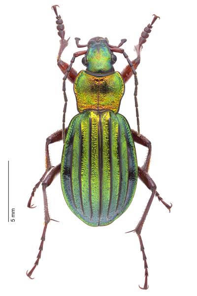   - Carabus auronitens auronitens