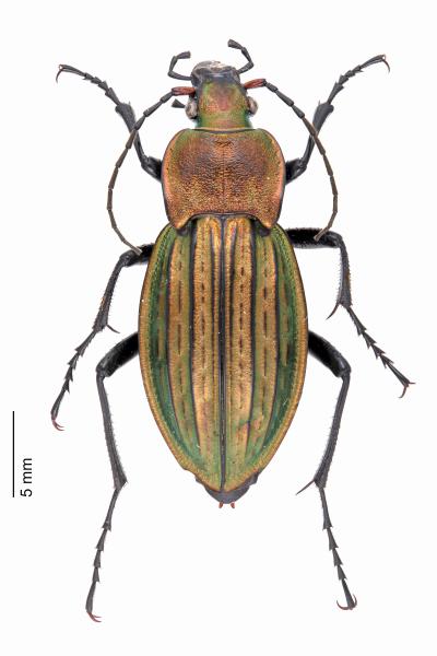   - Carabus cancellatus 