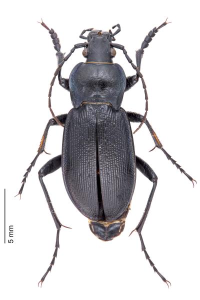   - Carabus catenulatus catenulatus
