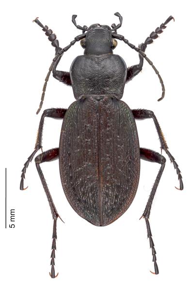   - Carabus concolor 
