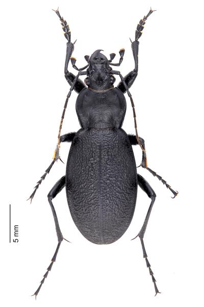   - Carabus coriaceus coriaceus