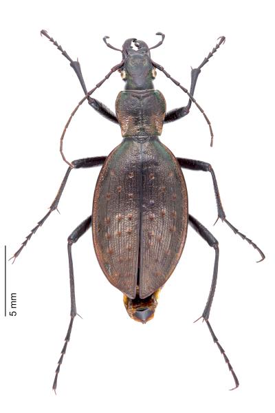   - Carabus creutzeri kircheri