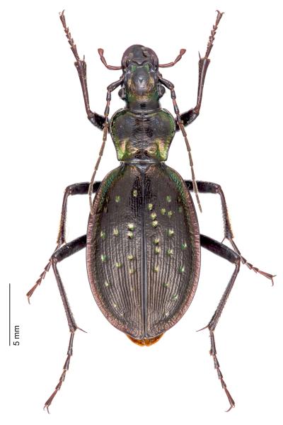   - Carabus depressus depressus