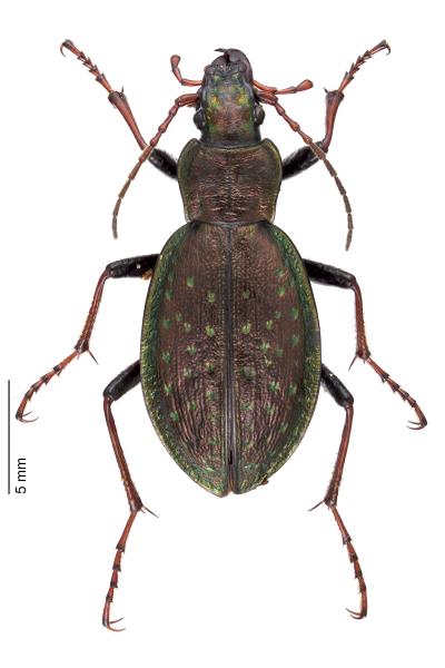Carabes de Suisse  - Carabus fabricii fabricii