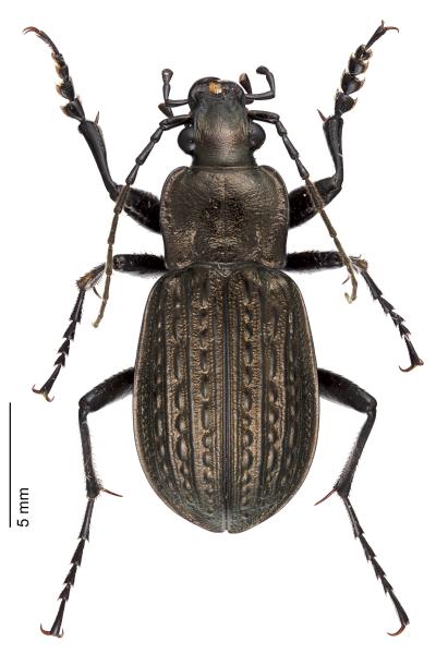   - Carabus granulatus granulatus