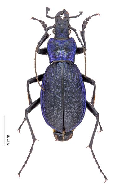   - Carabus intricatus intricatus