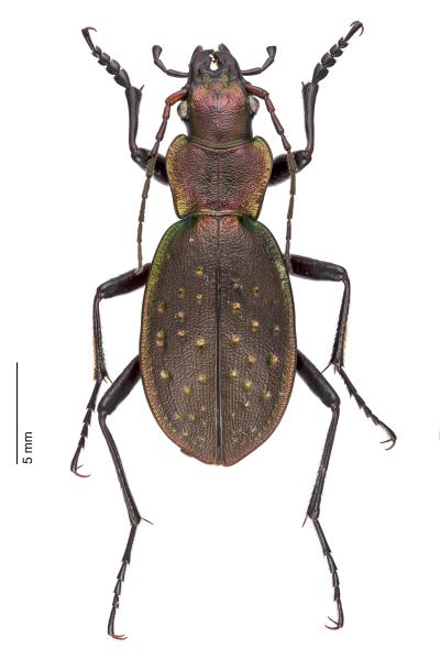   - Carabus irregularis irregularis