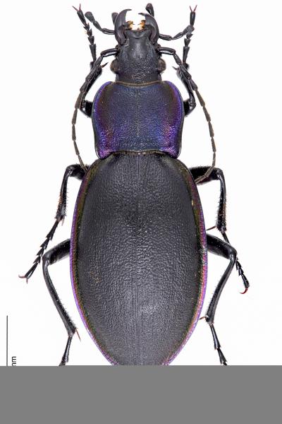   - Carabus violaceus 