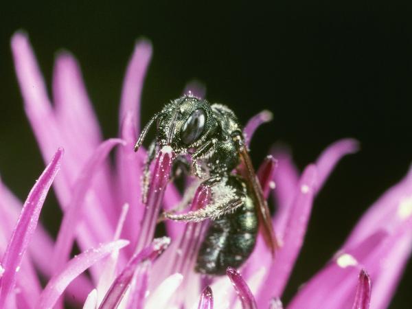 Les abeilles sauvages de Suisse Cératine bleutée - Ceratina cyanea