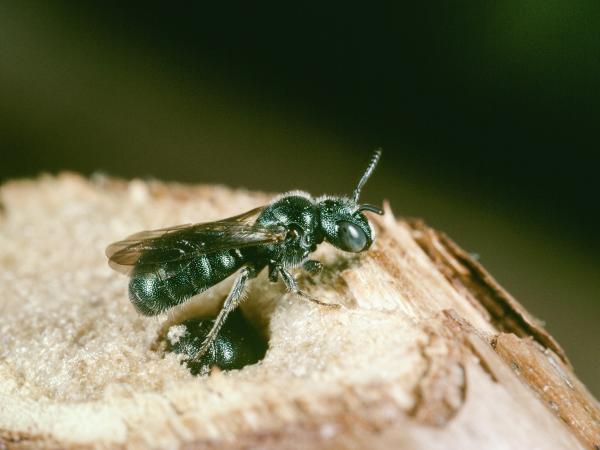 Les abeilles sauvages de Suisse Cératine bleutée - Ceratina cyanea