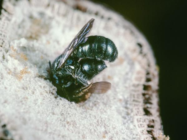 Les abeilles sauvages de Suisse Cératine bleutée - Ceratina cyanea