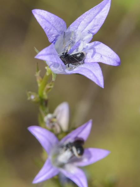 Les abeilles sauvages de Suisse  - Chelostoma distinctum