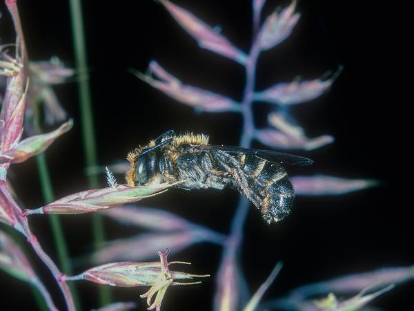 Les abeilles sauvages de Suisse Hériade de la raiponce - Chelostoma rapunculi
