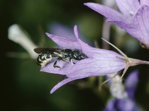 Les abeilles sauvages de Suisse Hériade de la raiponce - Chelostoma rapunculi