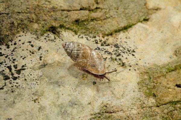 Mollusken der Schweiz Dreizähnige Turmschnecke - Chondrula  tridens 