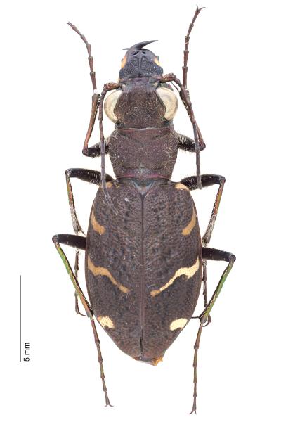   - Cicindela sylvatica sylvatica