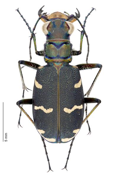 Carabes de Suisse  - Cicindela transversalis 