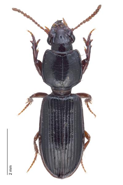 Carabes de Suisse  - Clivina fossor fossor