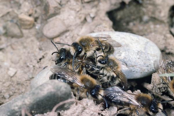 Wildbienen der Schweiz Frühlings-Seidenbiene - Colletes cunicularius