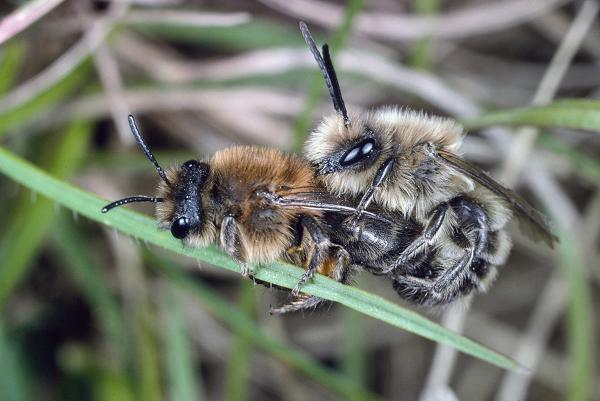 Wildbienen der Schweiz Frühlings-Seidenbiene - Colletes cunicularius