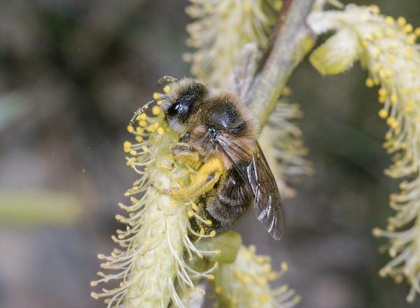 Wildbienen der Schweiz Frühlings-Seidenbiene - Colletes cunicularius