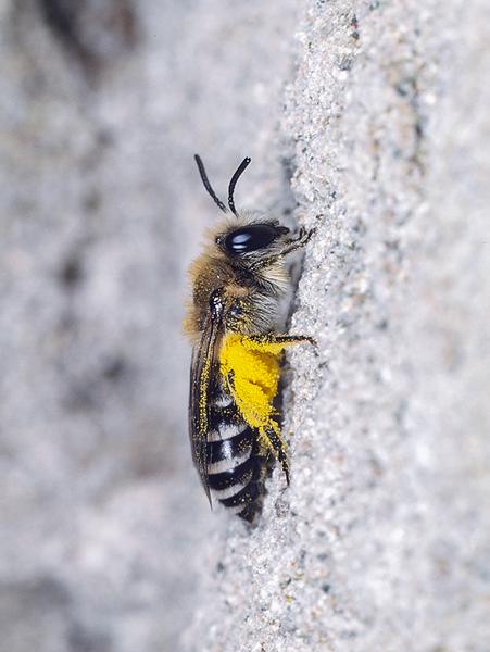 Wildbienen der Schweiz Buckel-Seidenbiene - Colletes daviesanus