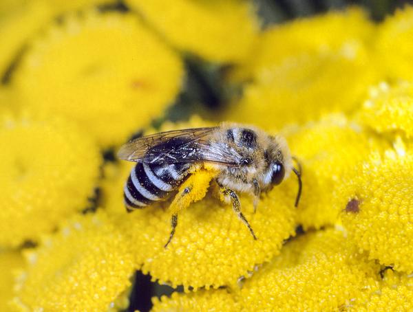 Wildbienen der Schweiz Buckel-Seidenbiene - Colletes daviesanus